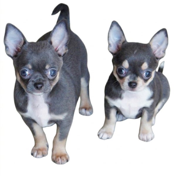 チワワ(スムース)